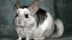 Колку е chinchilla, каде да се купи и како да се избере